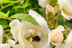 IMG20250601151120